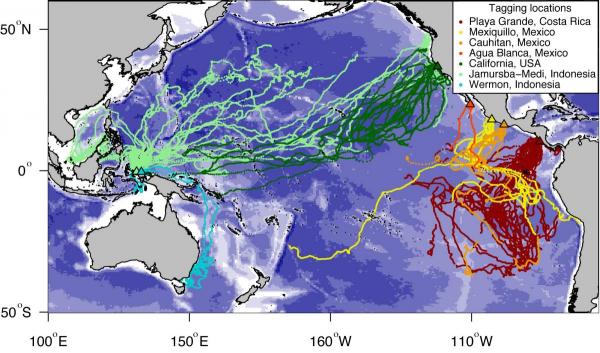 Leatherback tracking data