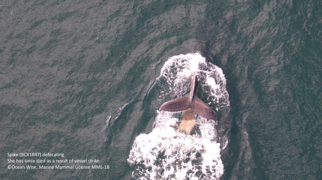 2019 08 19 16 19 39 Spike